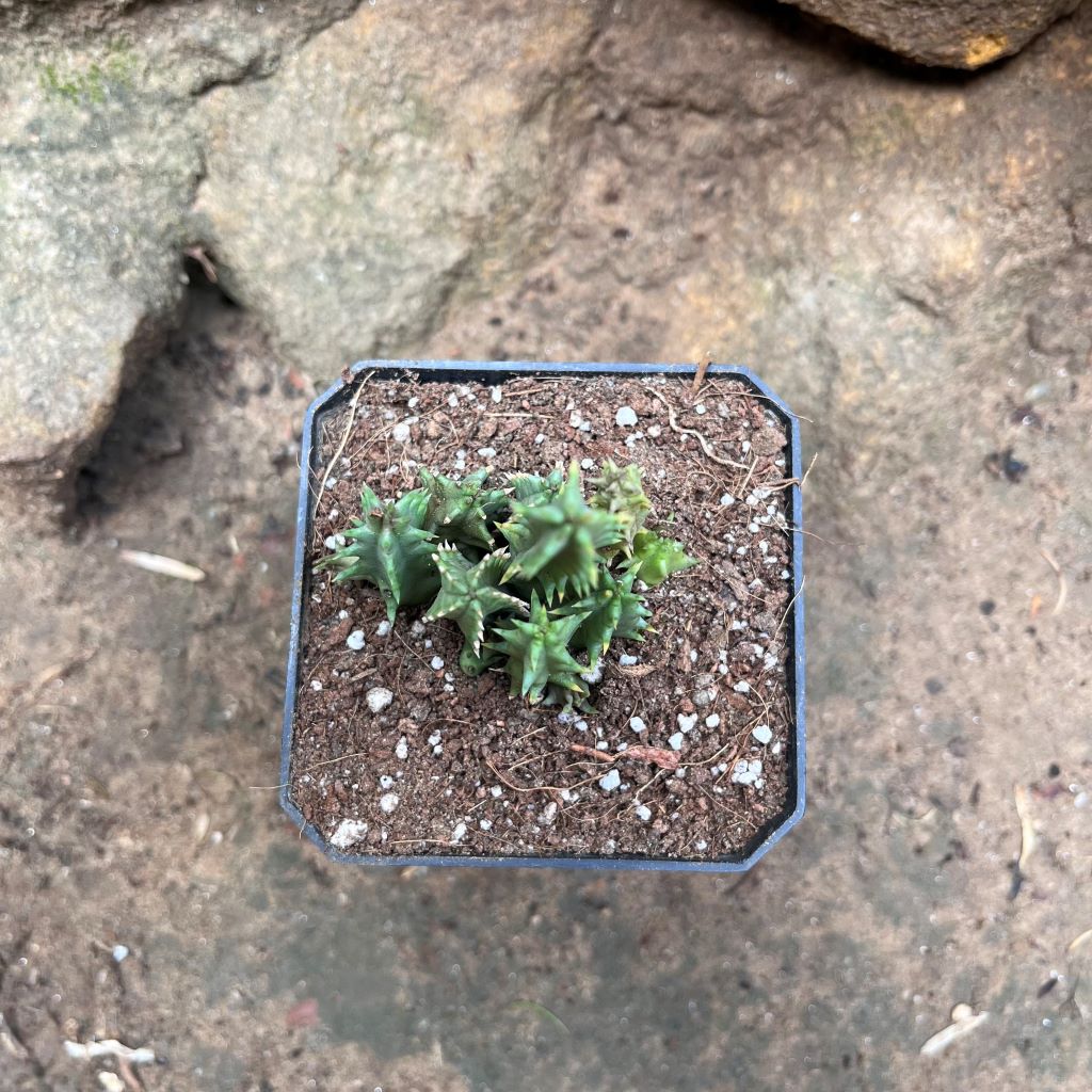 Huernia Pink Eye Succulent Plant - myBageecha