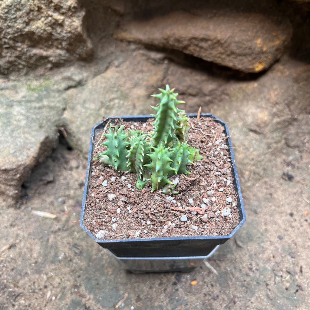 Huernia Pink Eye Succulent Plant - myBageecha