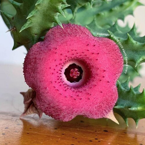 eye succulent Huernia Pink Eye – Flowering Succulent Plant