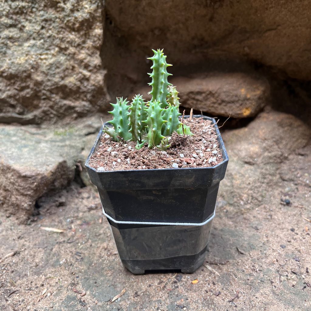 Huernia Pink Eye Succulent Plant - myBageecha