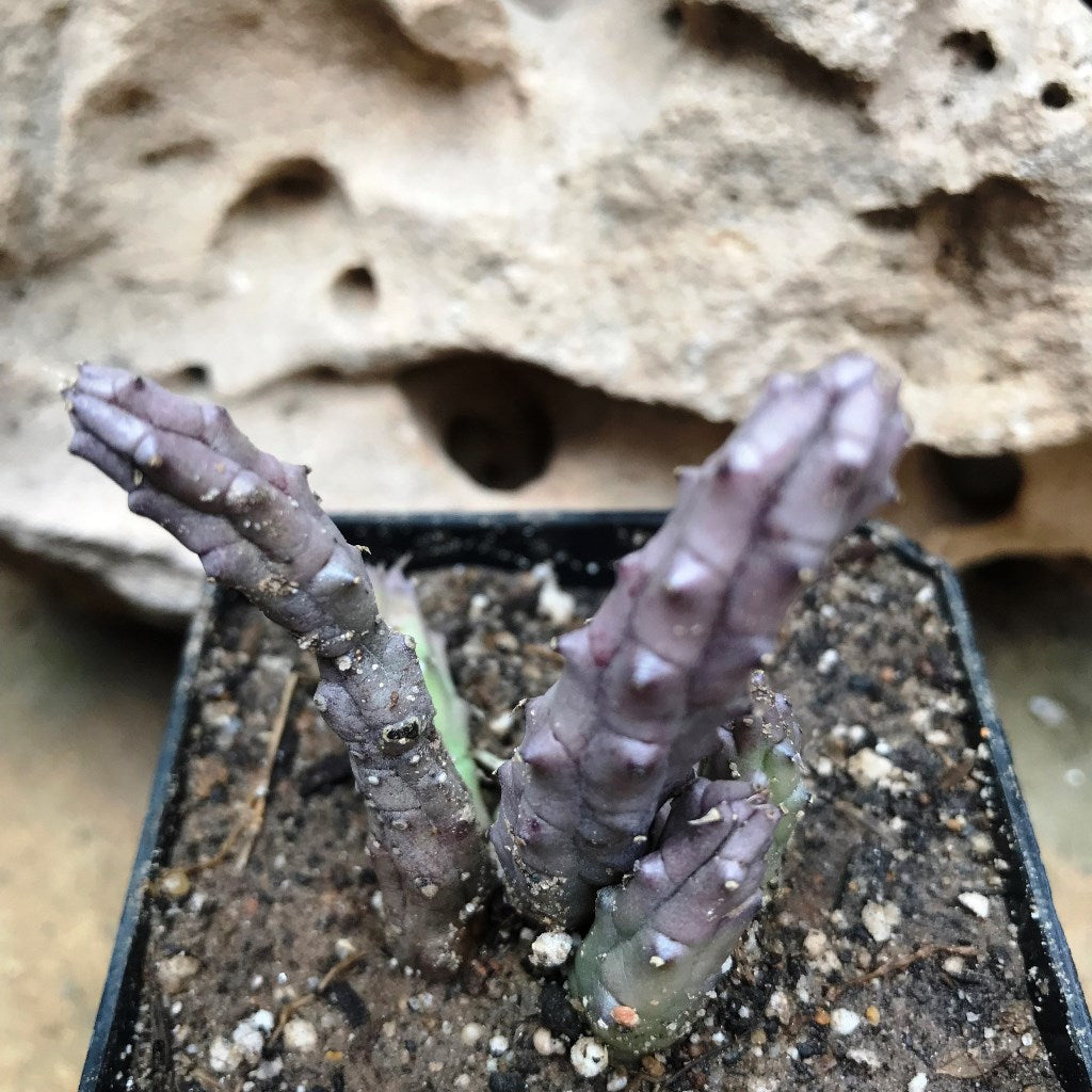 Huernia Tanganyikensis Succulent Plant - myBageecha