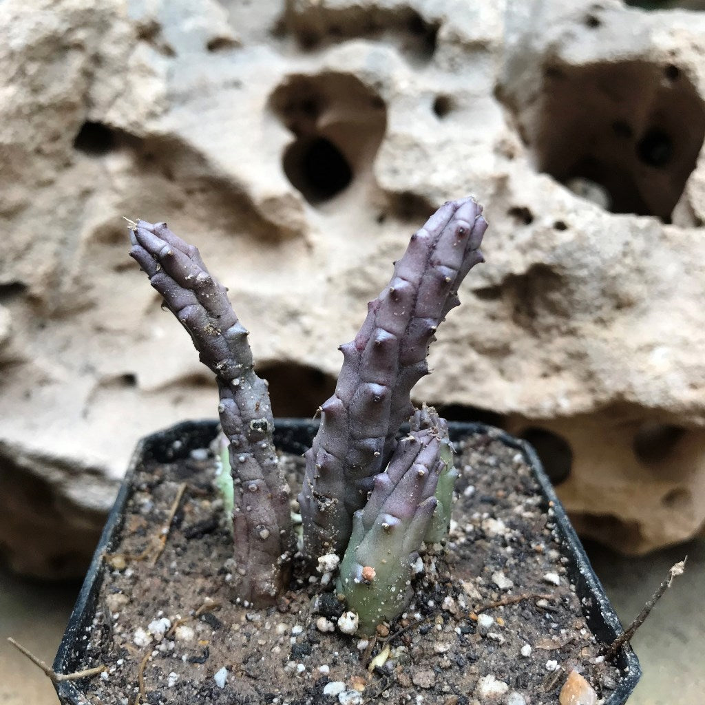 Huernia Tanganyikensis Succulent Plant - myBageecha