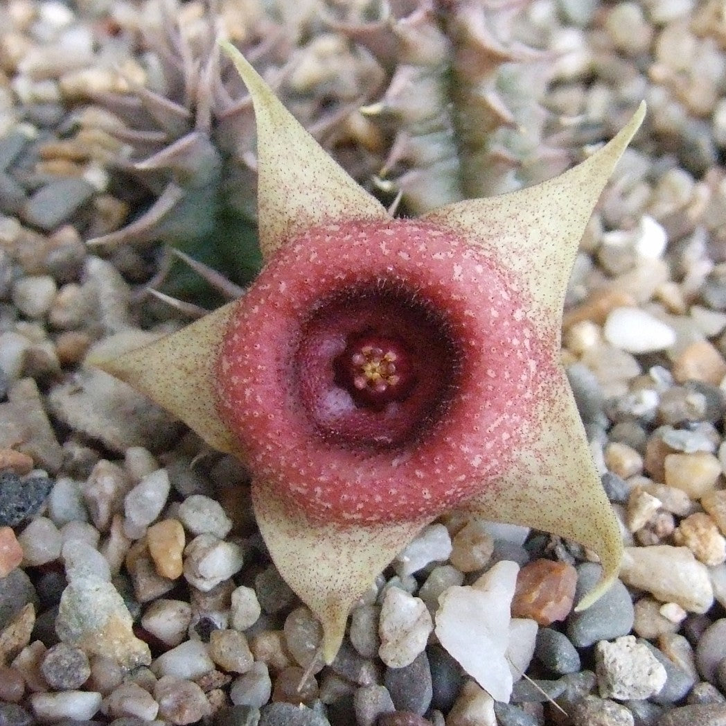 Huernia Tanganyikensis Succulent Plant - myBageecha