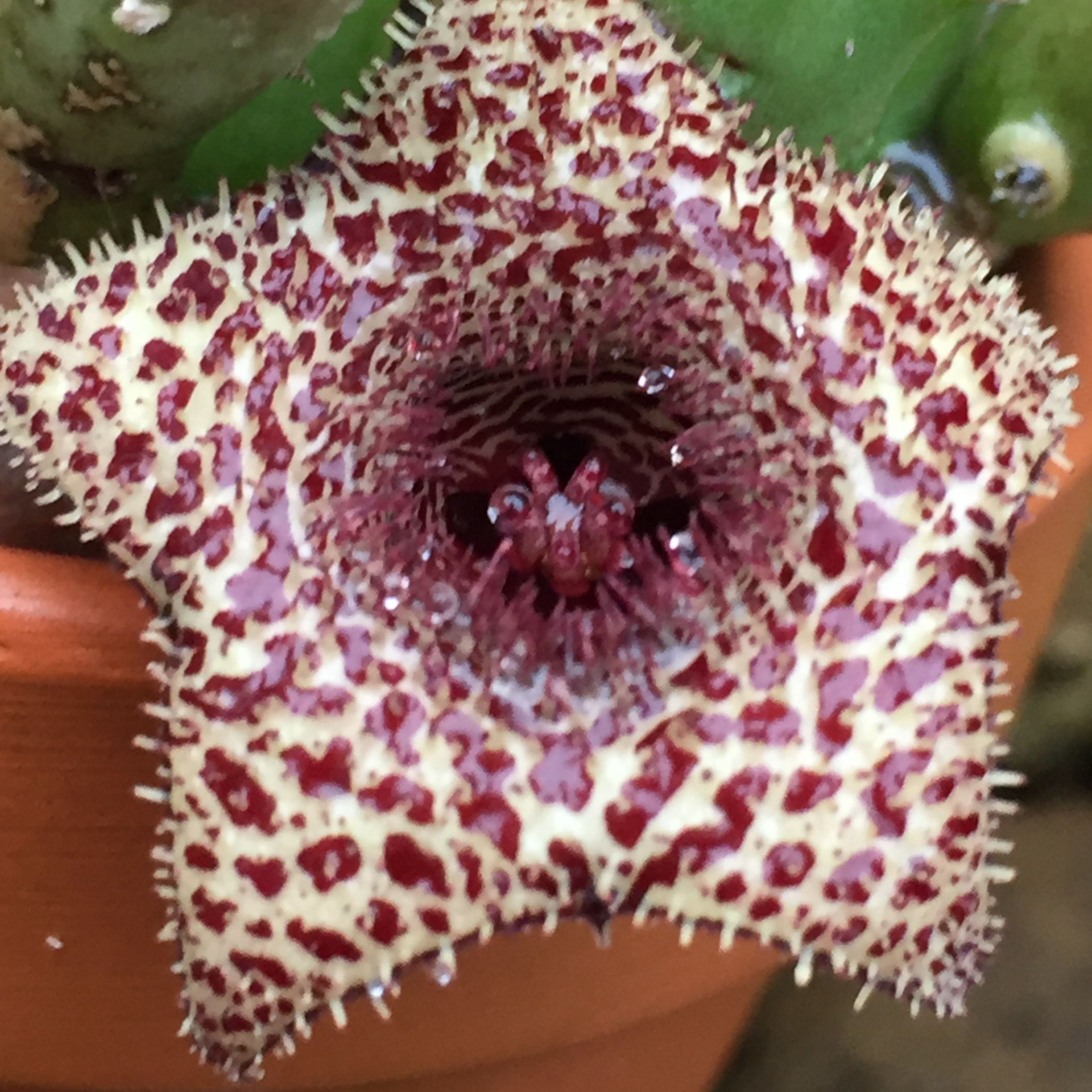 Huernia Erinacea Succulent Plant - myBageecha