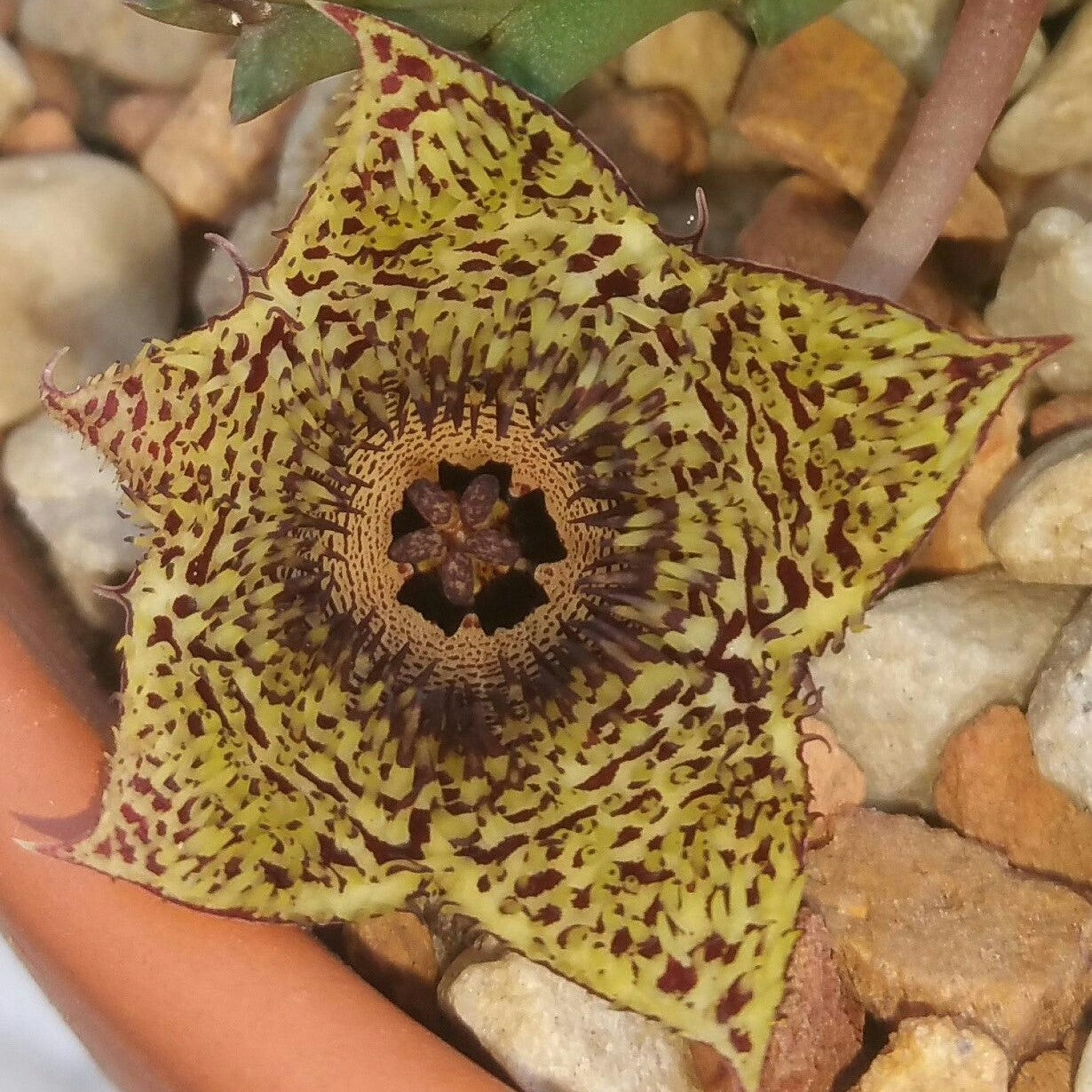 Huernia Hystrix Succulent Plant - myBageecha