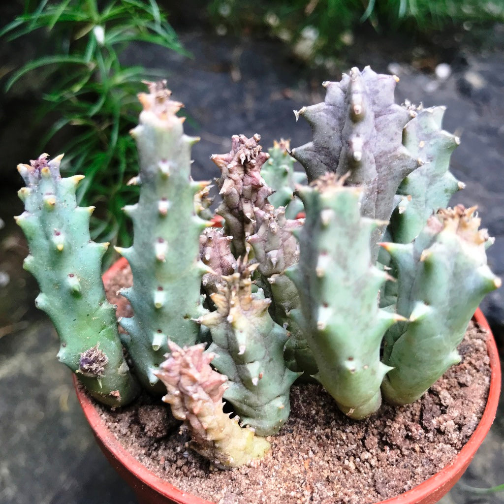 Huernia Quinta Succulent Plant - myBageecha