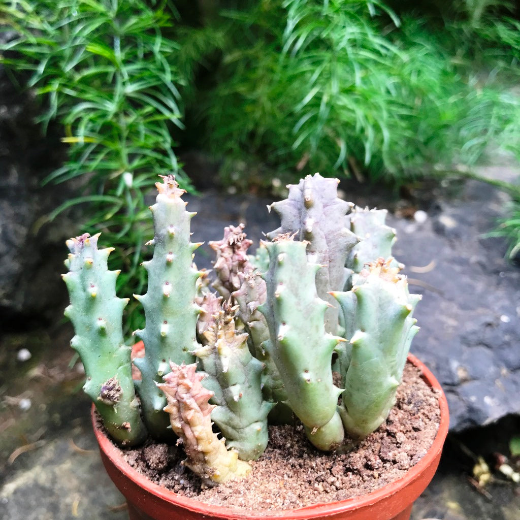 Huernia Quinta Succulent Plant - myBageecha