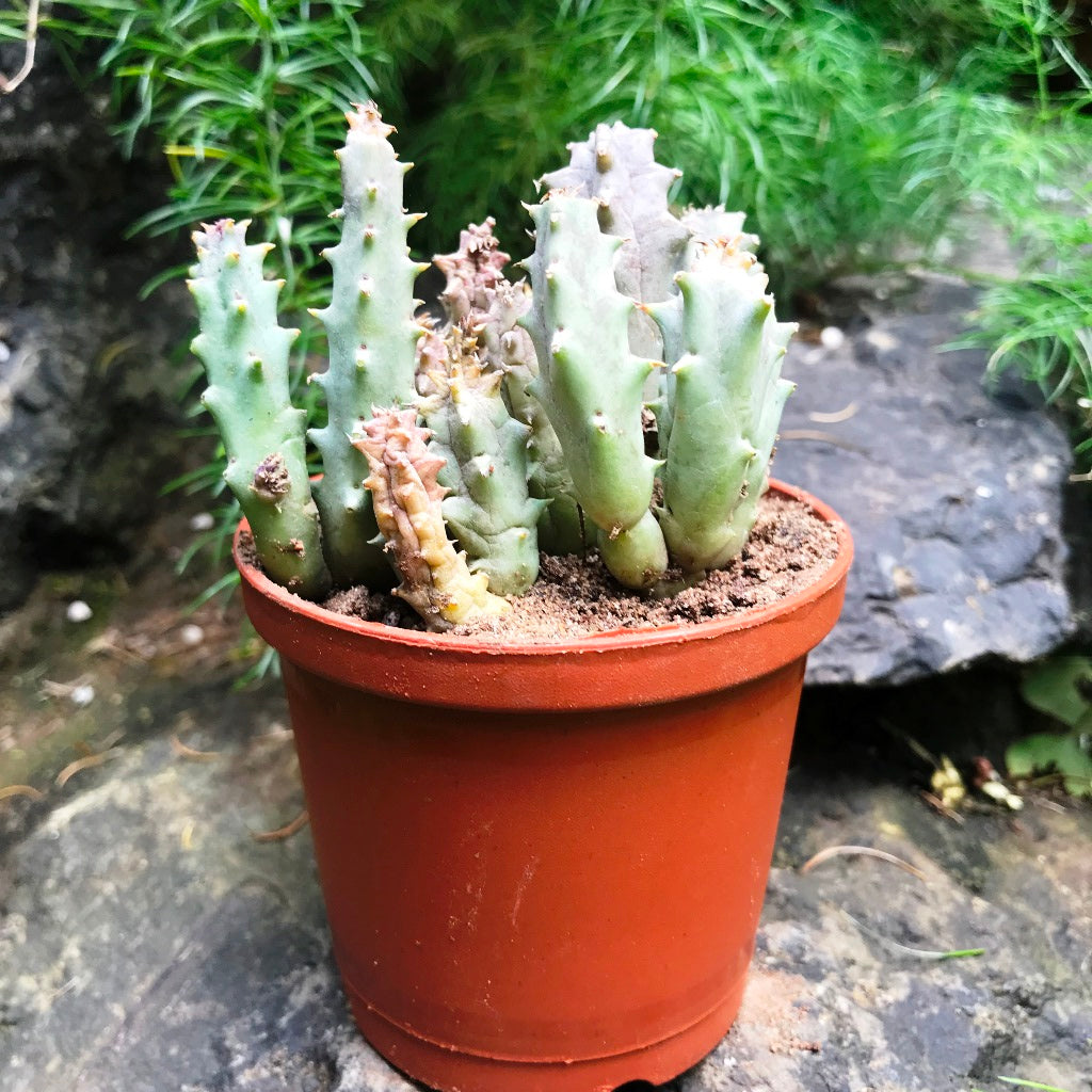 Huernia Quinta Succulent Plant - myBageecha