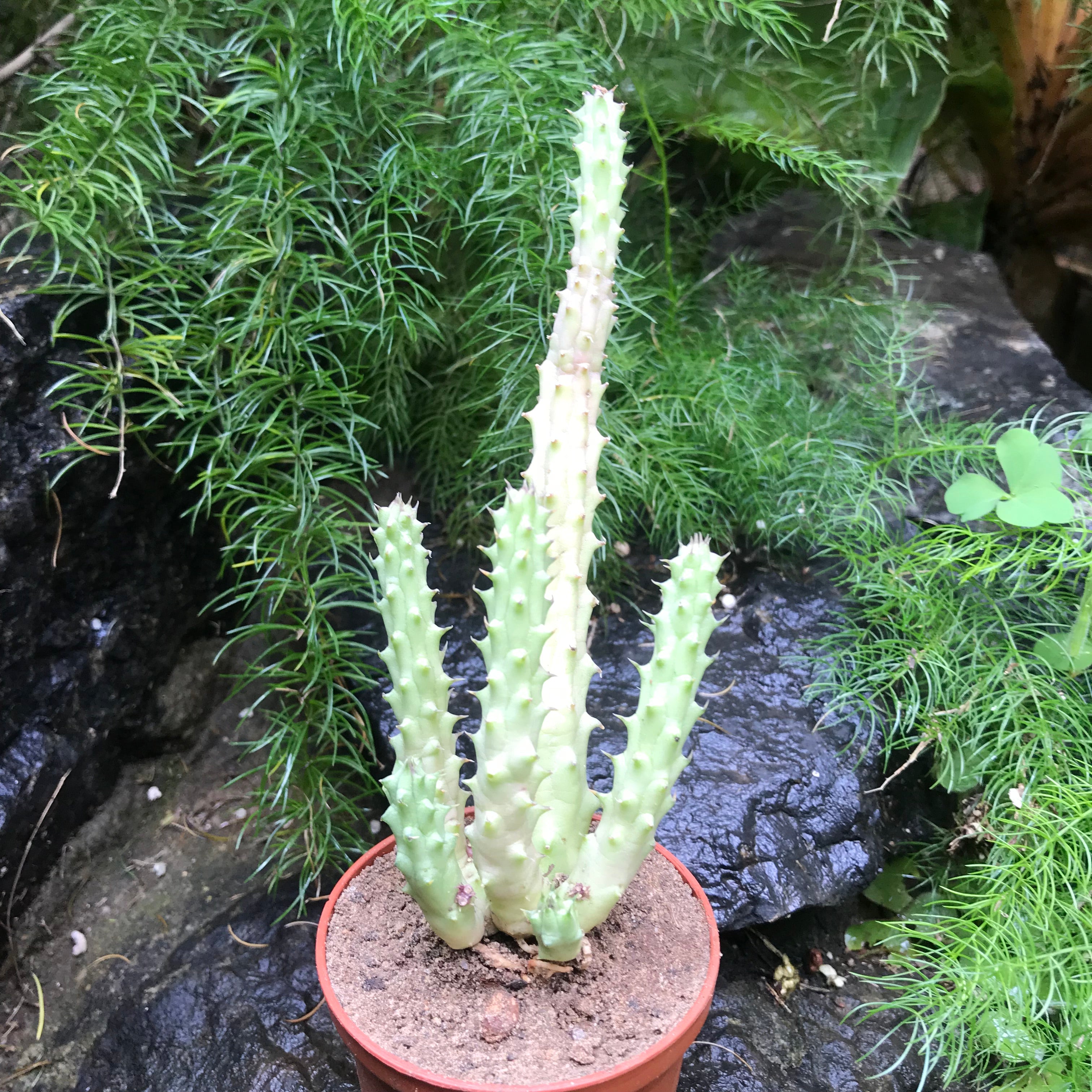 Huernia Schneideriana Succulent Plant - myBageecha