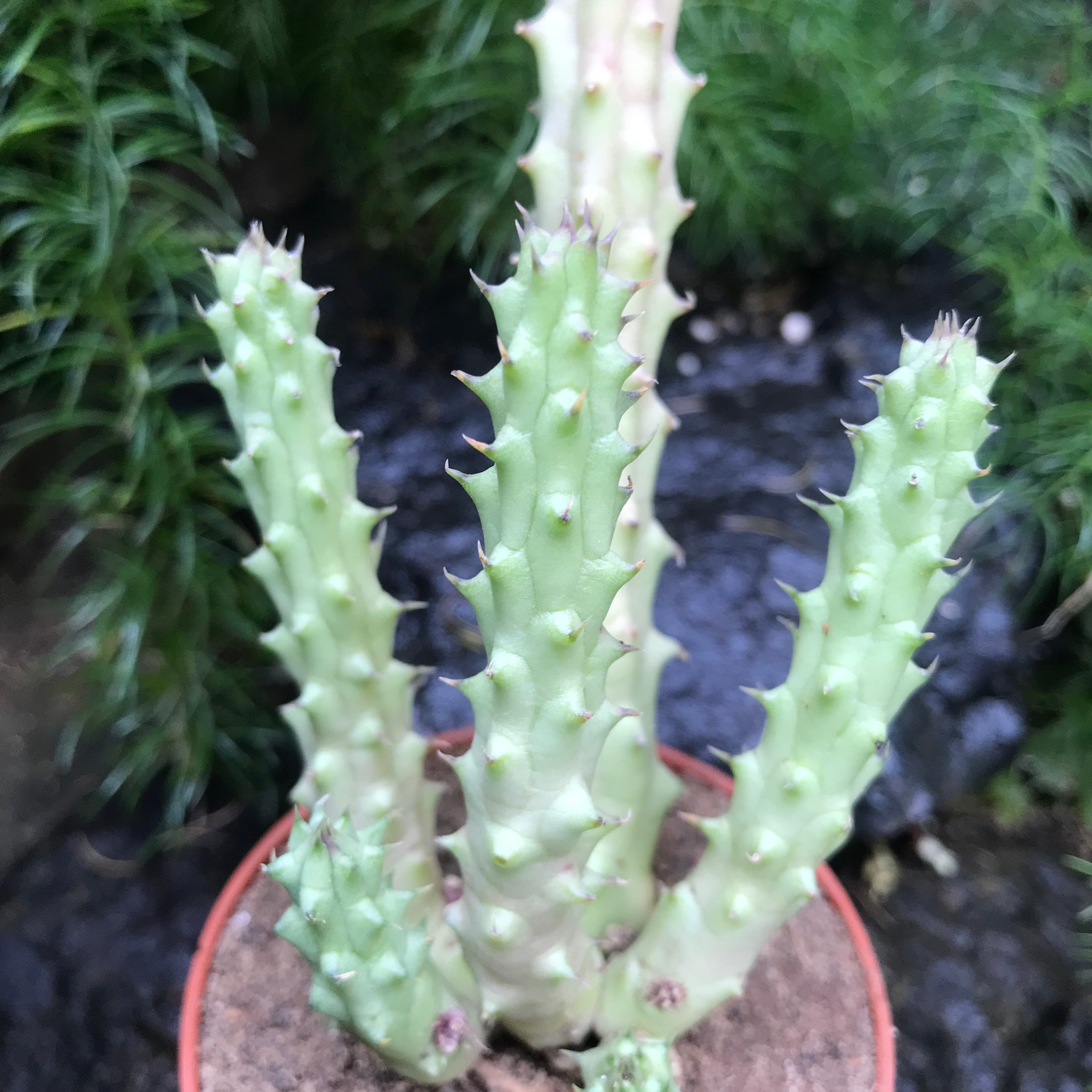 Huernia Schneideriana Succulent Plant - myBageecha