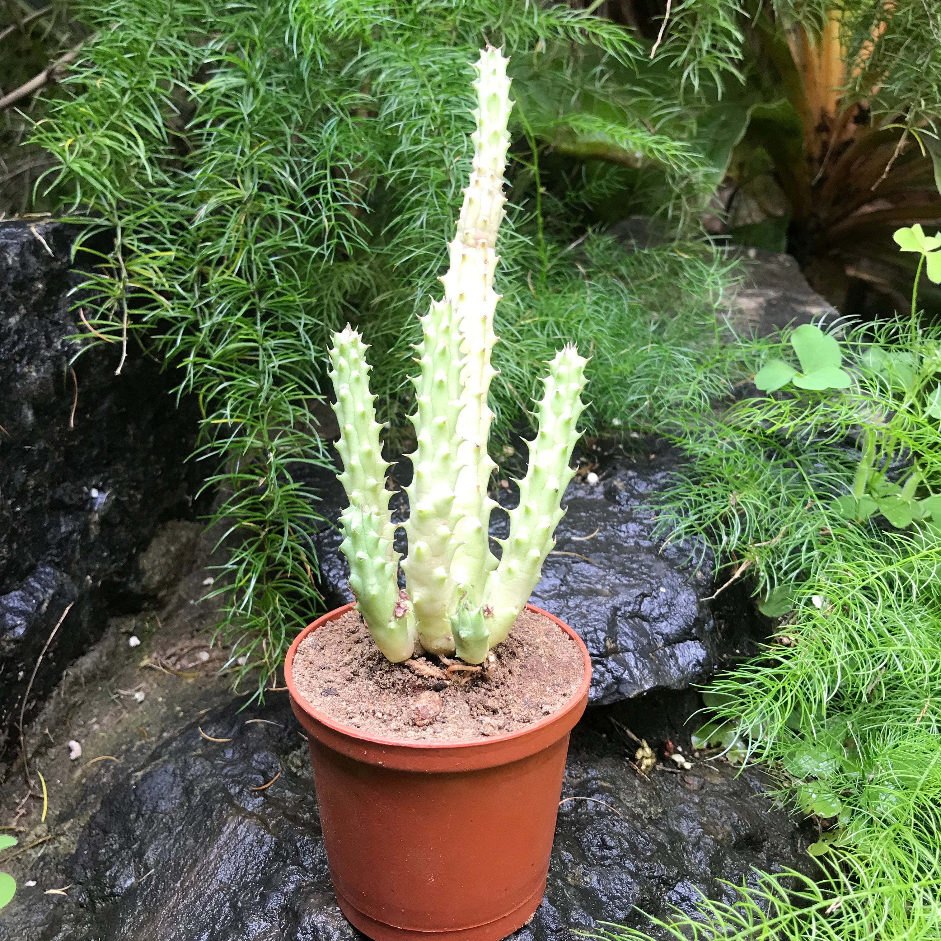Huernia Schneideriana Succulent Plant - myBageecha