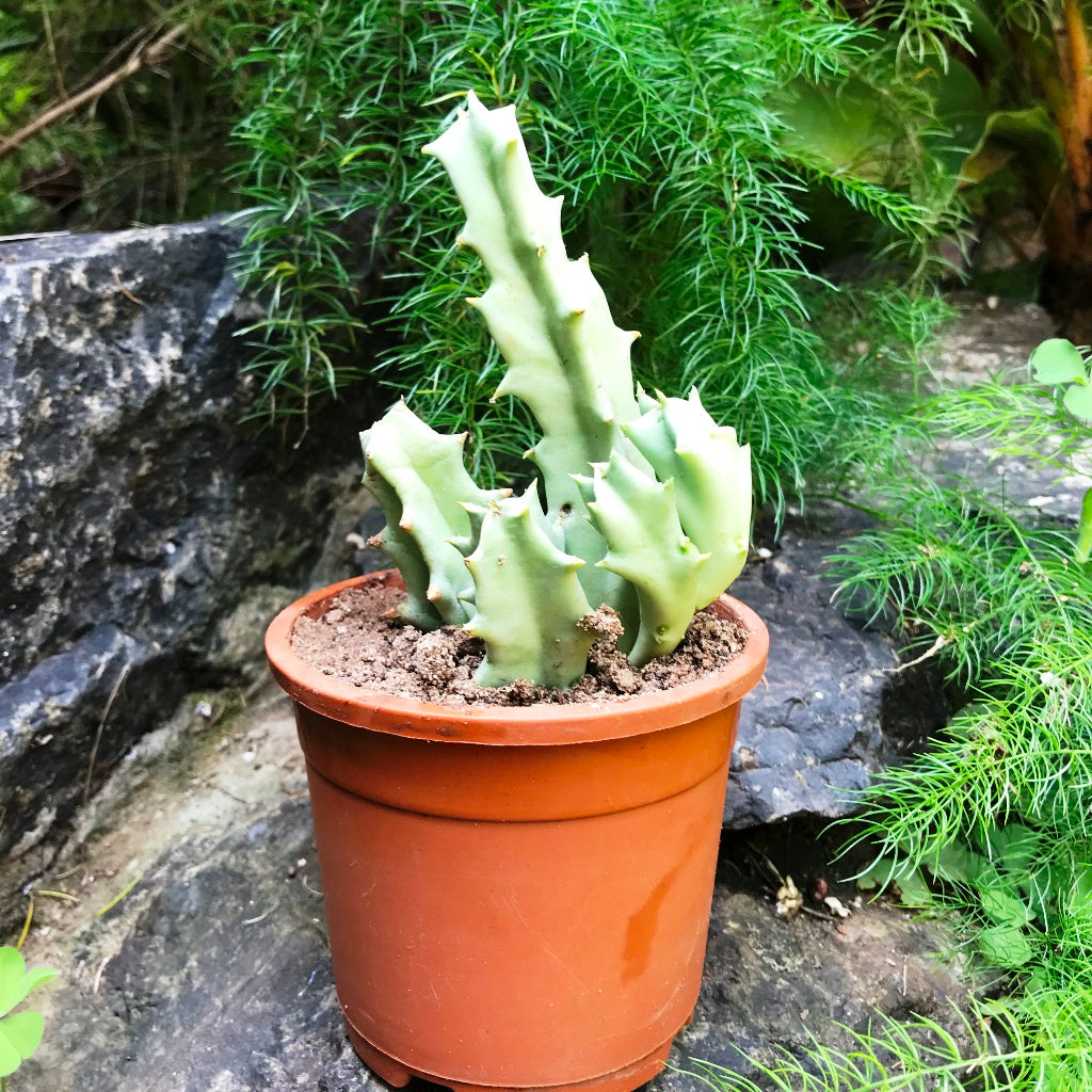 Orbea Melanantha Succulent Plant - myBageecha