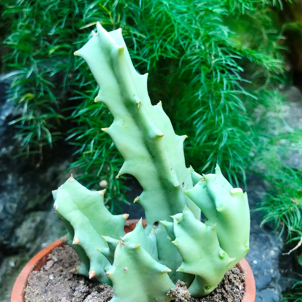 Orbea Melanantha Succulent Plant - myBageecha