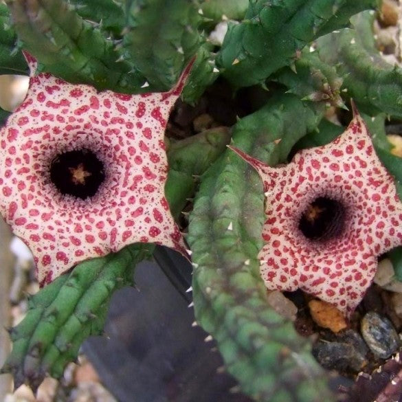 Huernia Hislopii Succulent Plant - myBageecha