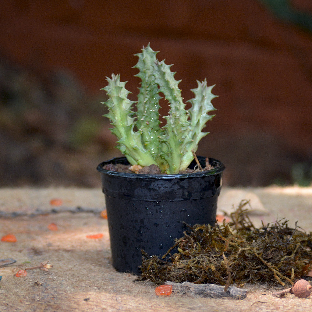 Huernia Levyi Plants MYBG-FLOWeecha - MYBG-FLOWeecha