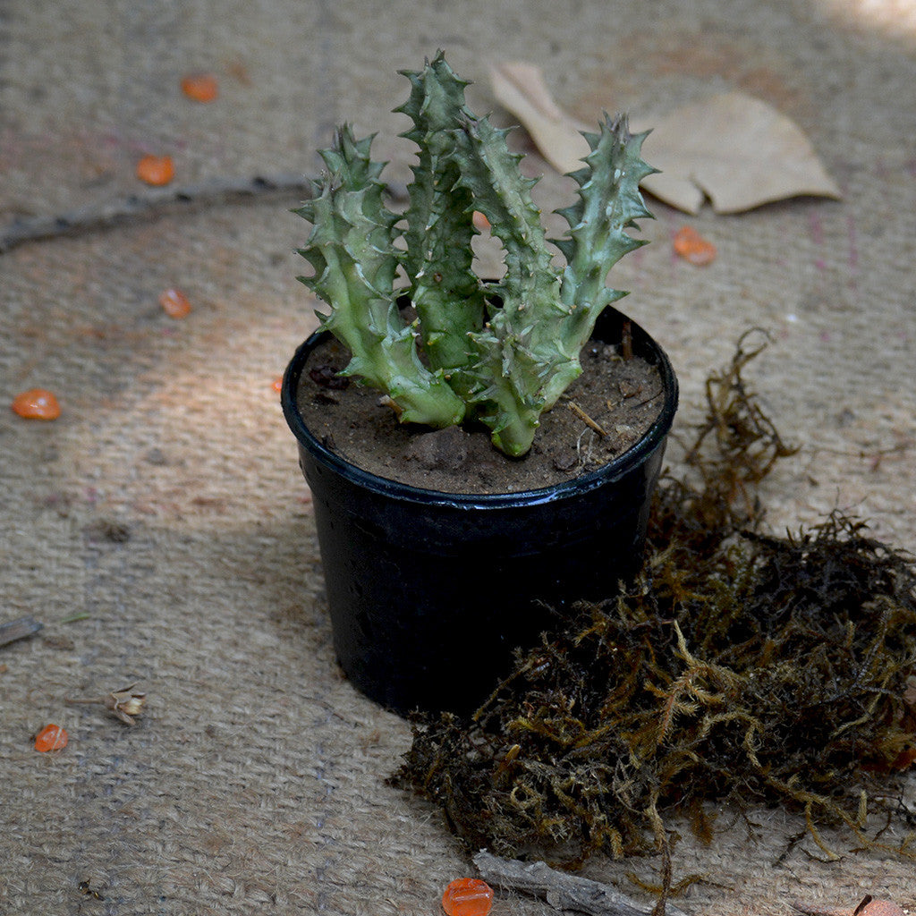 Huernia Levyi Plants MYBG-FLOWeecha - MYBG-FLOWeecha