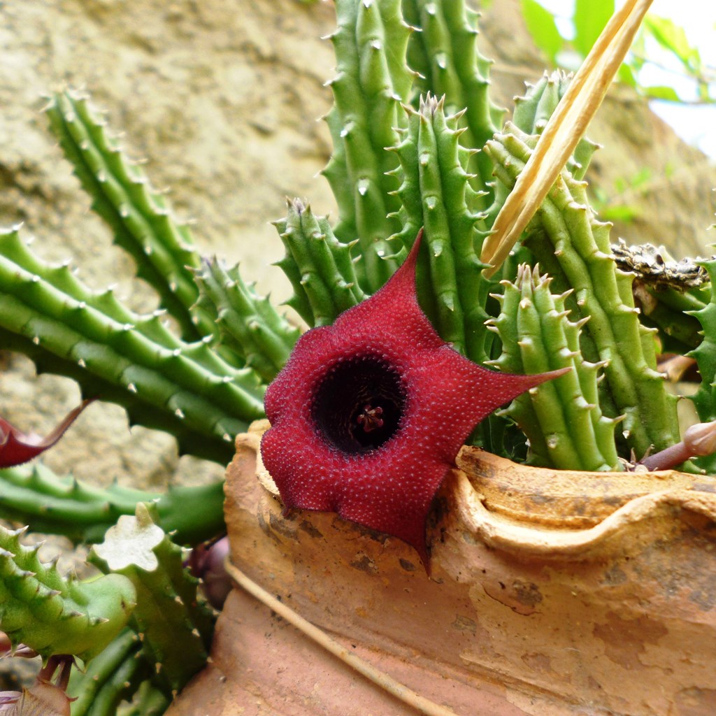 dragon flower succulent Huernia Schneideriana – Flowering Succulent Plant