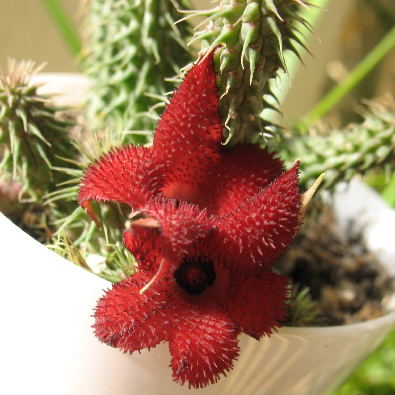 Huernia Pillansii Plant Succulent Plant - myBageecha