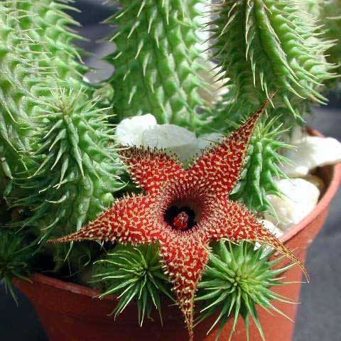 Huernia Pillansii Plant Succulent Plant - myBageecha