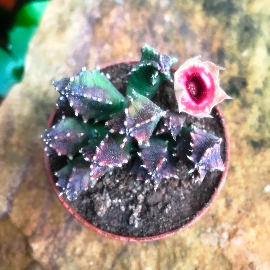 Huernia Insigniflora Plant Succulent Plant - myBageecha