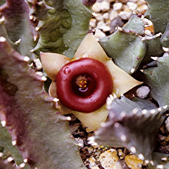 Huernia Insigniflora Plant Succulent Plant - myBageecha