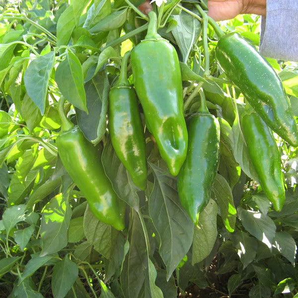 Long Chilli Mirch annual OP crop – myBageecha