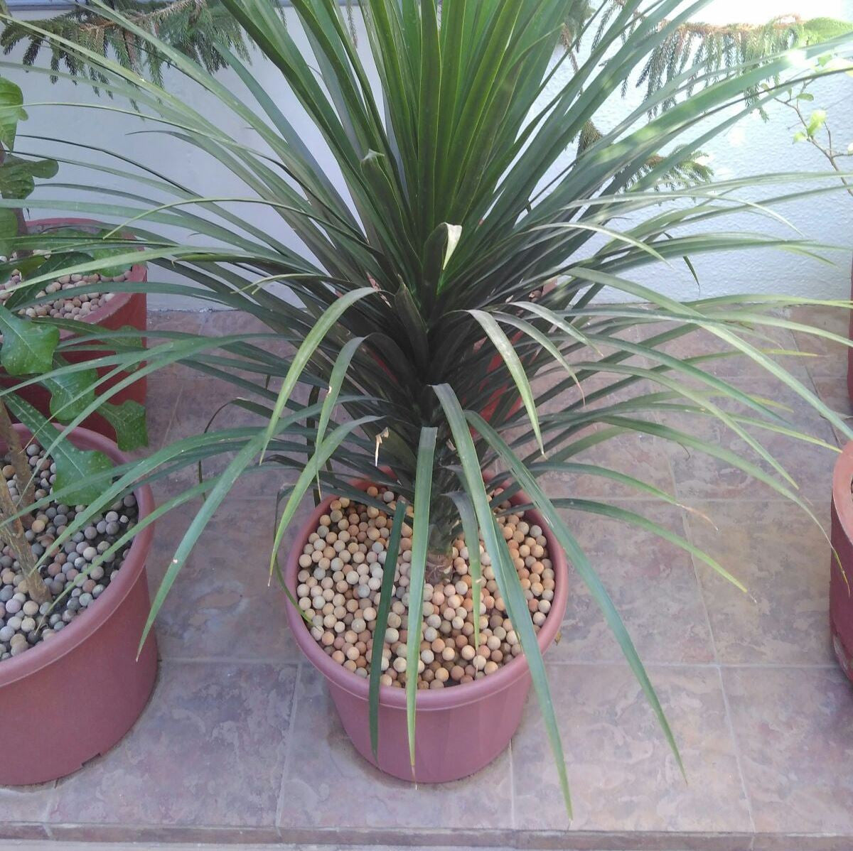 Green Plus - Light Weight Clay Aggregate Garden Essentials myBageecha - myBageecha