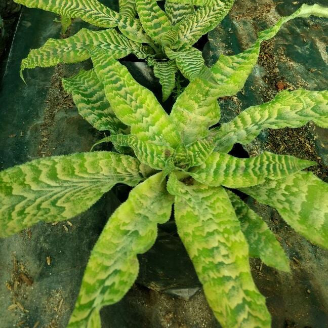 Front view highlighting compact rosette shape.