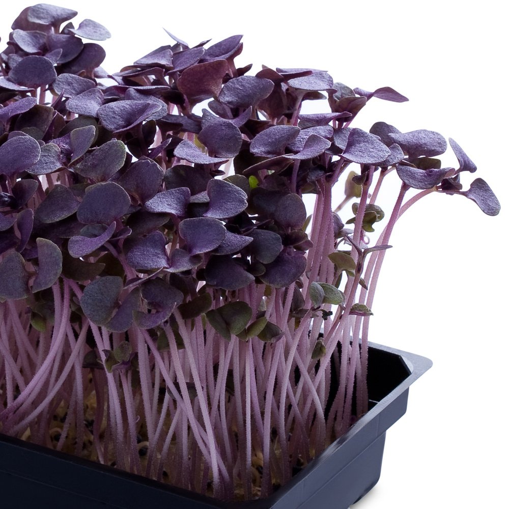 Microgreens Basil Purple Seeds – myBageecha