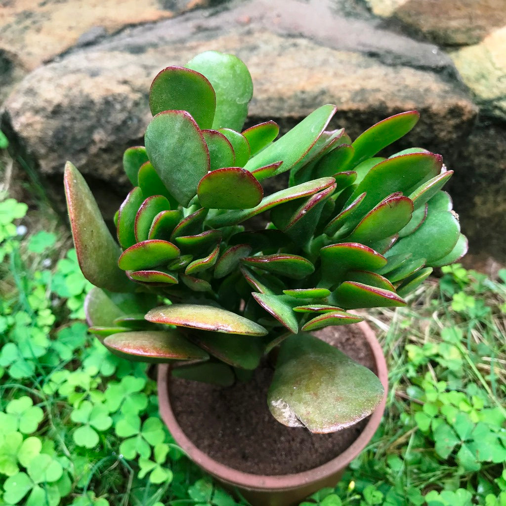 Crassula Ovata Succulent Plant - myBageecha