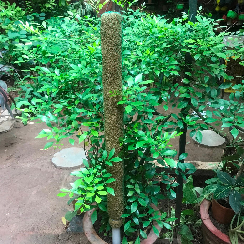 Coco Pole - myBageecha