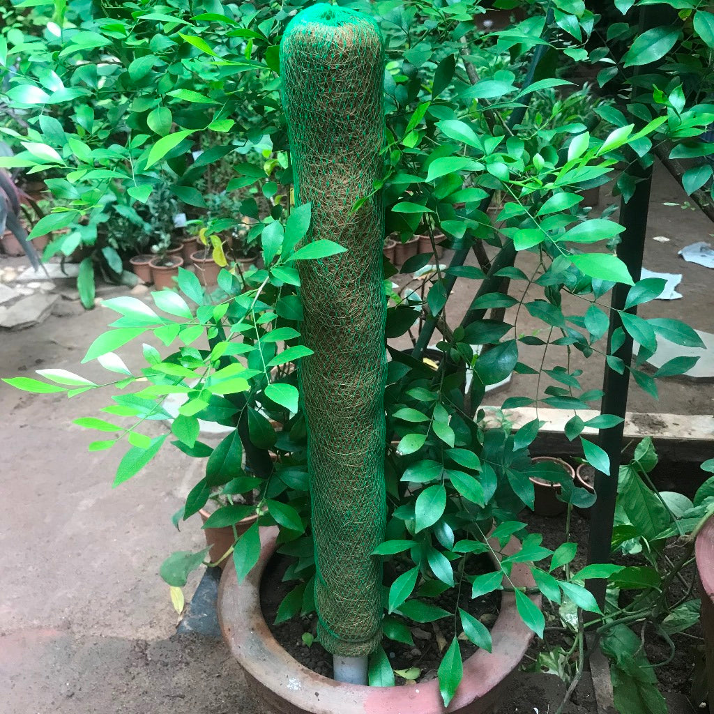 Coco Pole - myBageecha