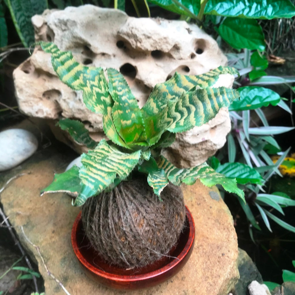 Kokedama Moss Ball Cryptanthus Blushing Zebra Plant - myBageecha
