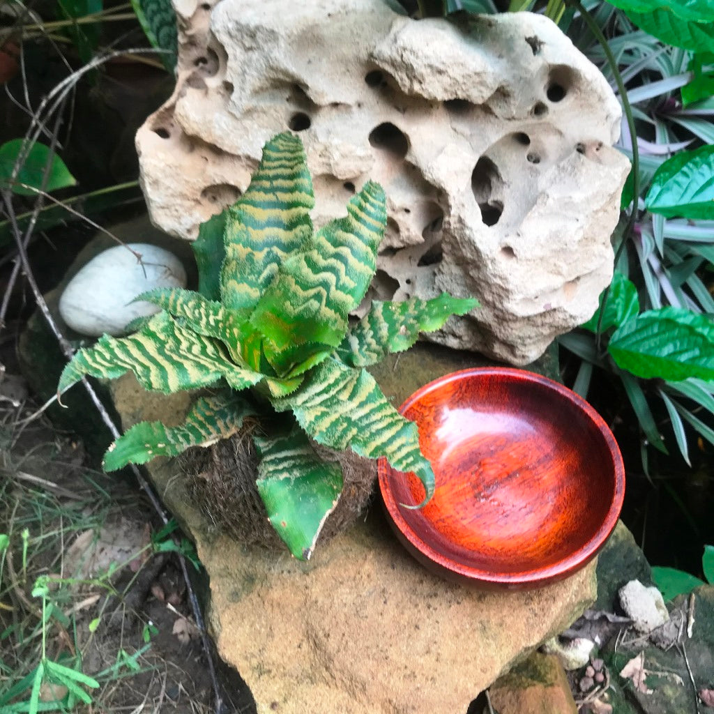 Kokedama Moss Ball Cryptanthus Blushing Zebra Plant - myBageecha