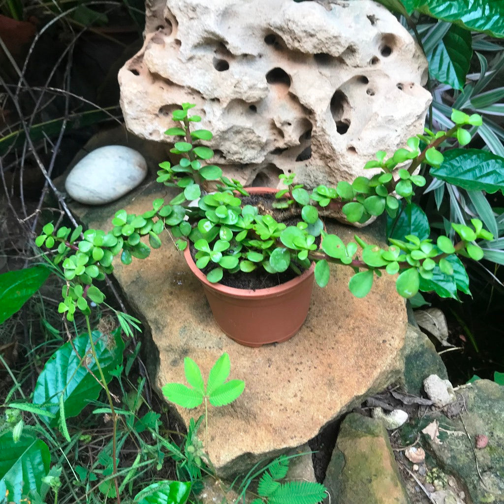 Dwarf Jade Portulacaria Afra Succulent Plant - myBageecha