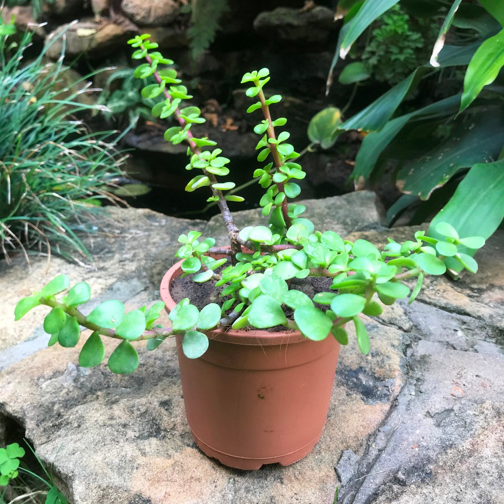 Dwarf Jade Portulacaria Afra Succulent Plant - myBageecha