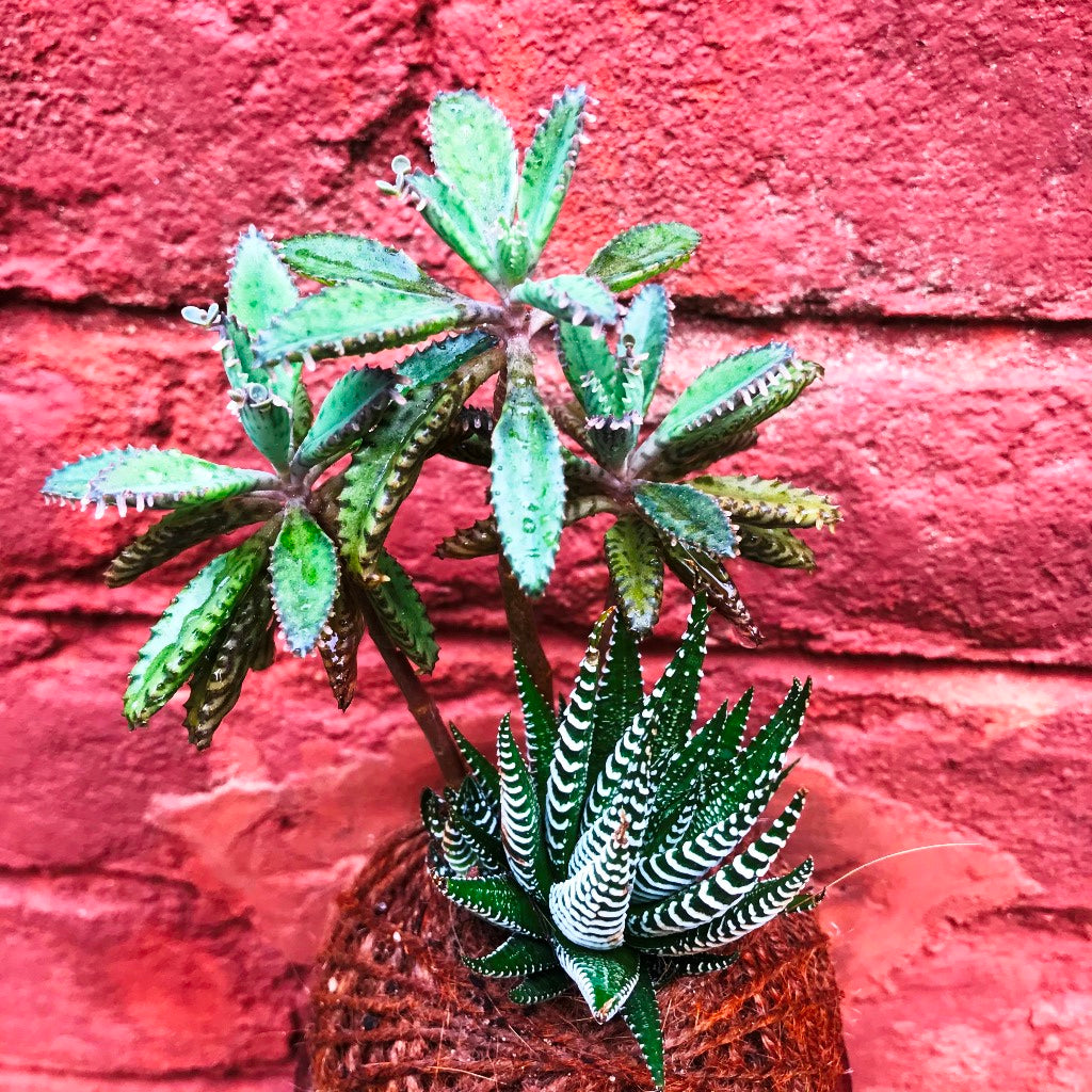 Kokedama Moss Ball Desert Pride Plant - myBageecha