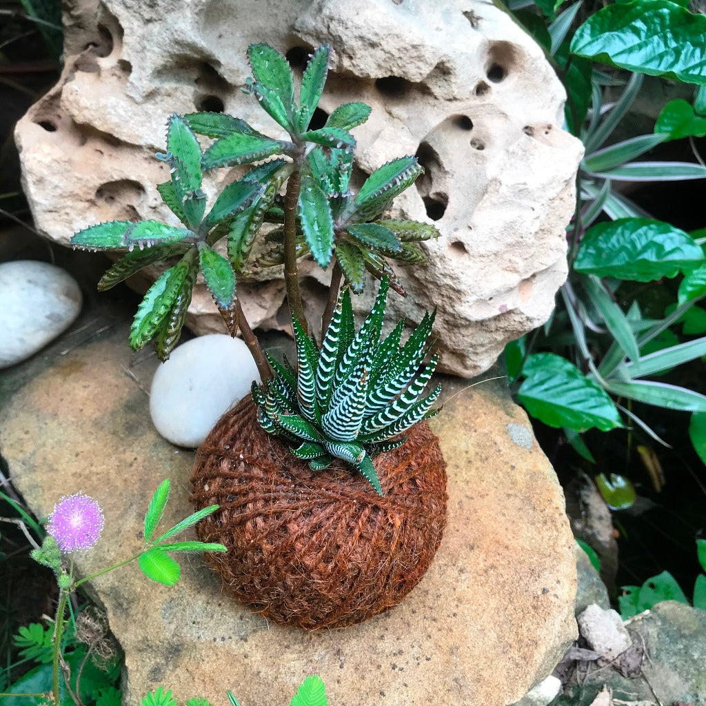 Kokedama Moss Ball Desert Pride Plant - myBageecha