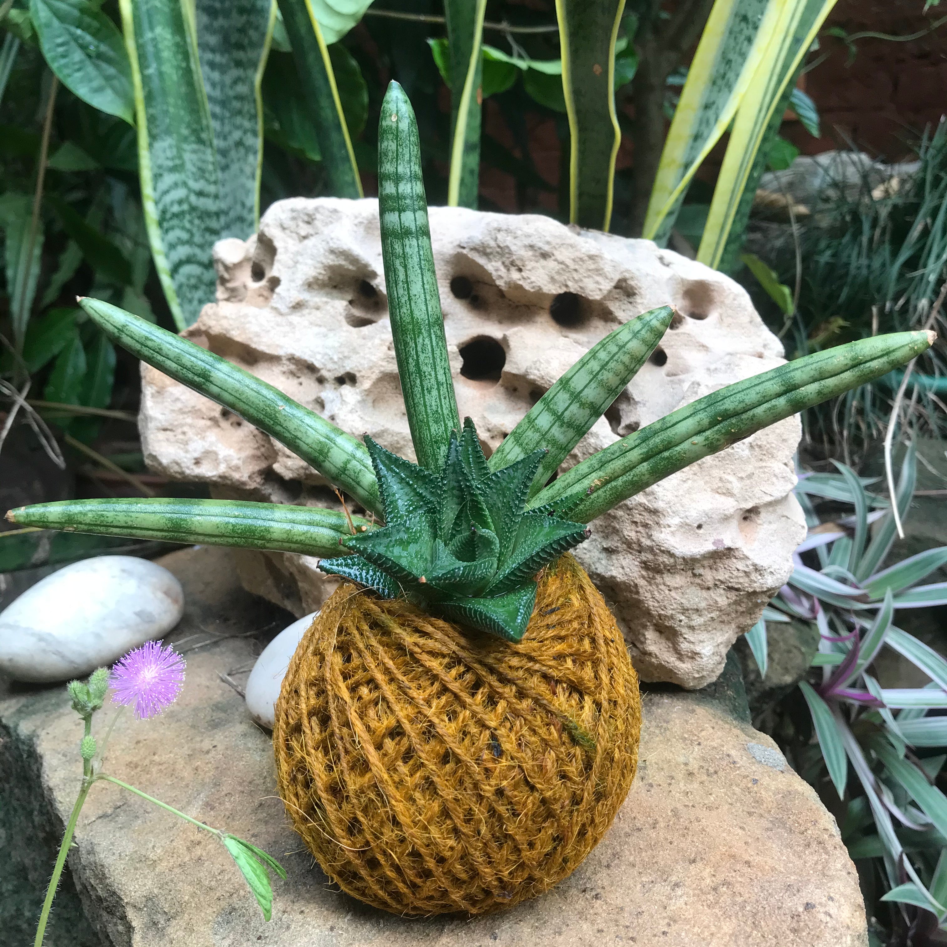 succulent kokedama balls Kokedama Moss Ball Succulent Tiara Plant
