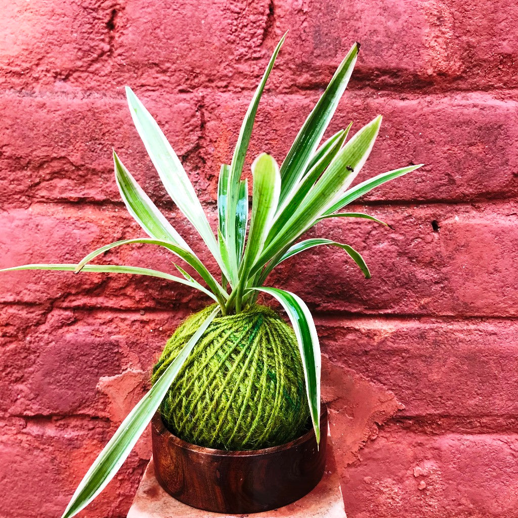 Kokedama Moss Ball Chlorophytum Comosum Plant - myBageecha