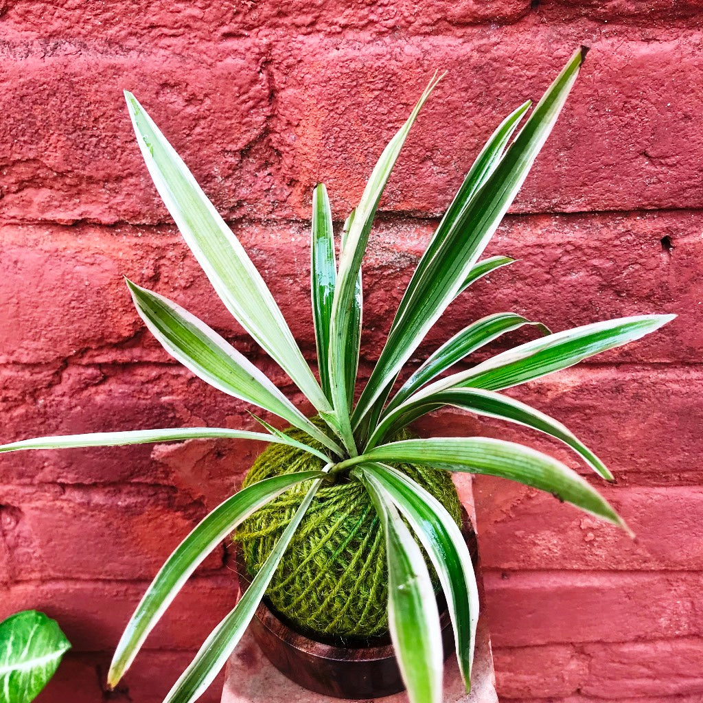 Kokedama Moss Ball Chlorophytum Comosum Plant - myBageecha