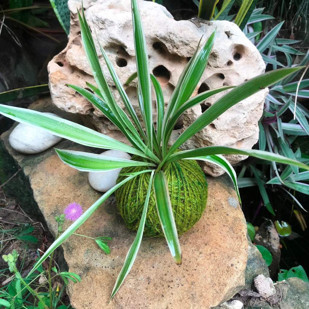 Kokedama Moss Ball Chlorophytum Comosum Plant - myBageecha