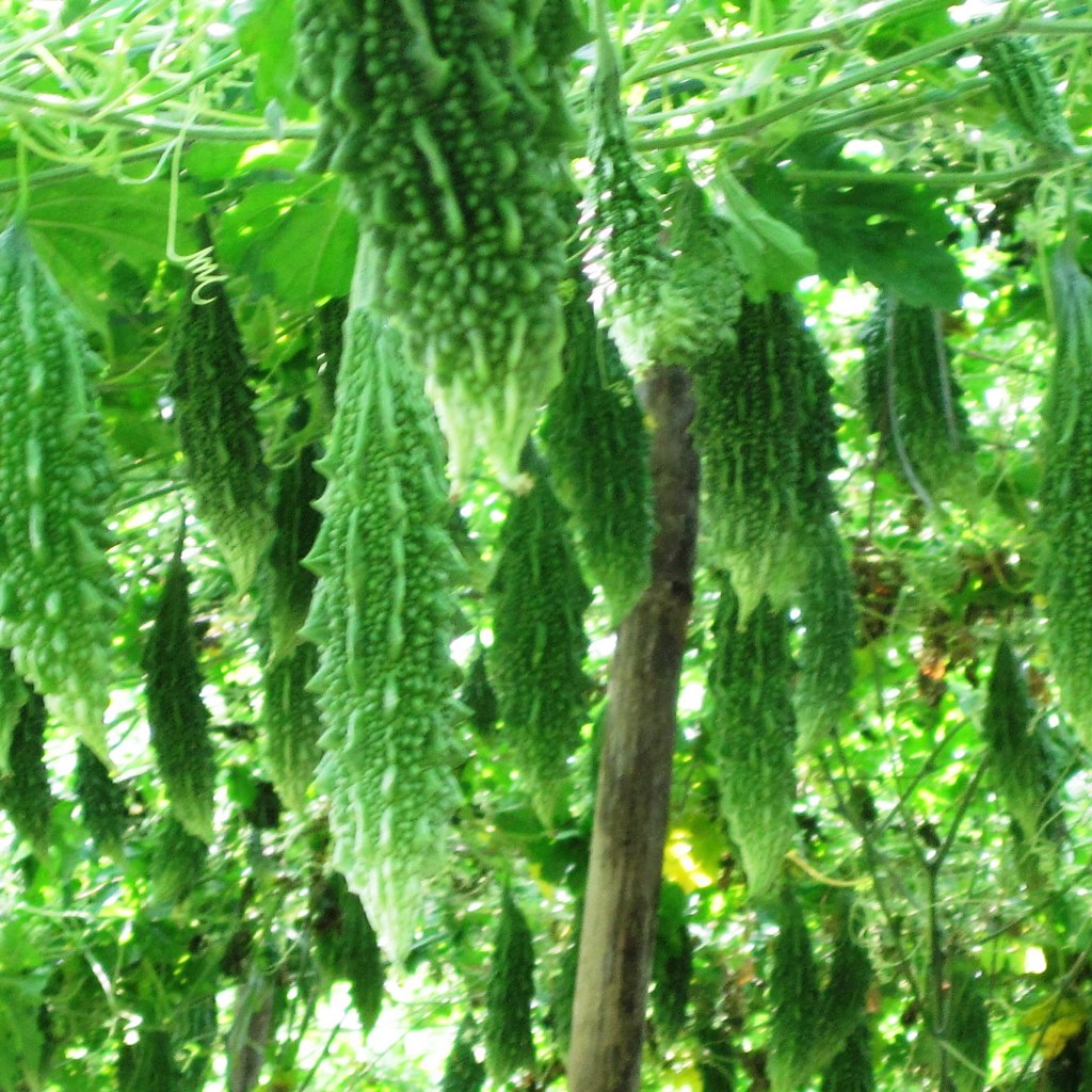 Fruiting vine vegetable, summer harvest - myBageecha