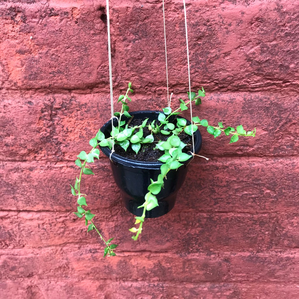 Dischidia Ruscifolia Million Hearts Plant - myBageecha