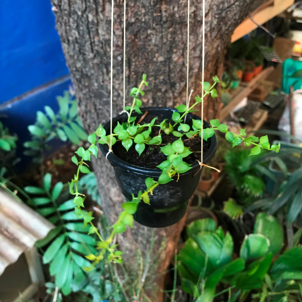 Dischidia Ruscifolia Million Hearts Plant - myBageecha