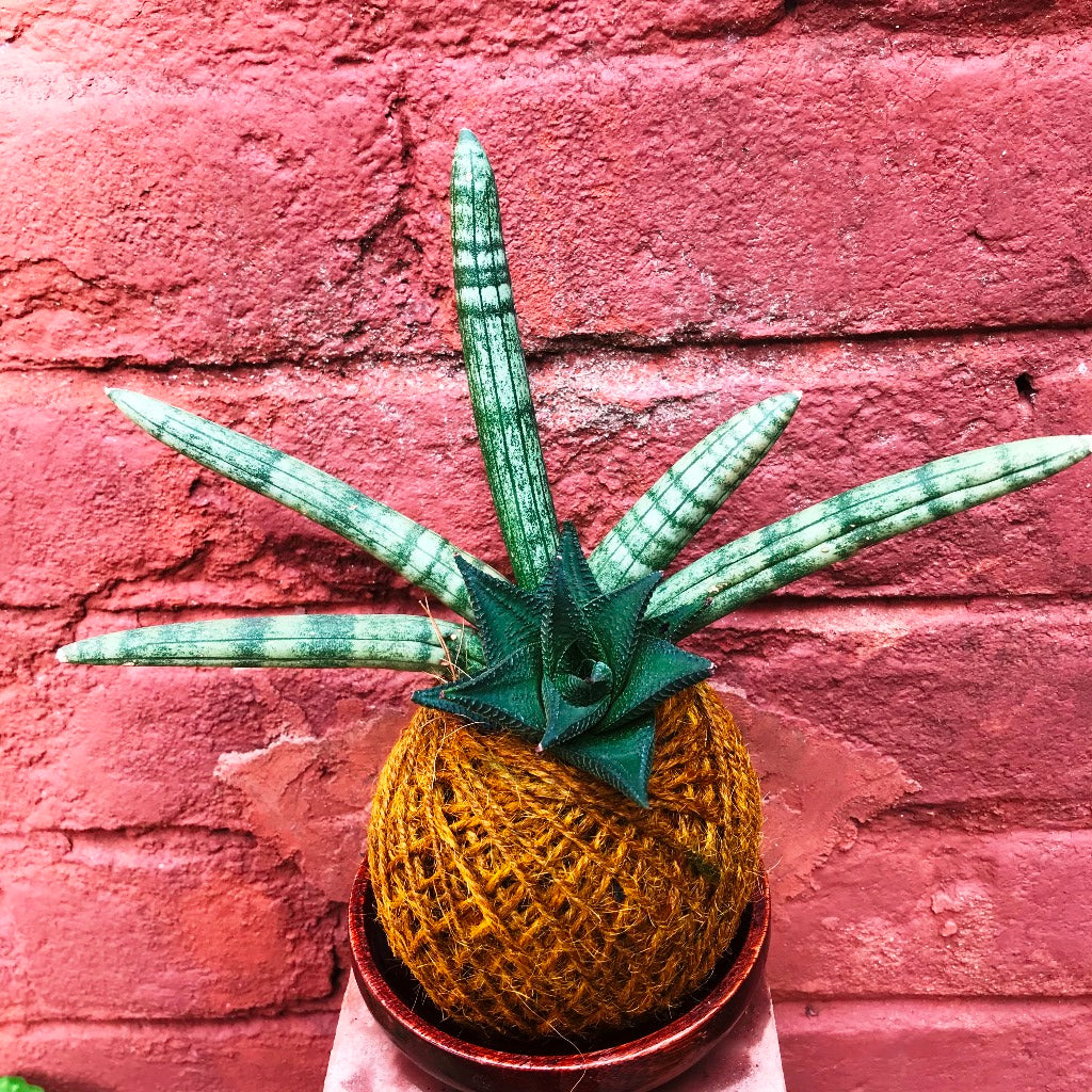 Kokedama Moss Ball Succulent Tiara Plant - myBageecha