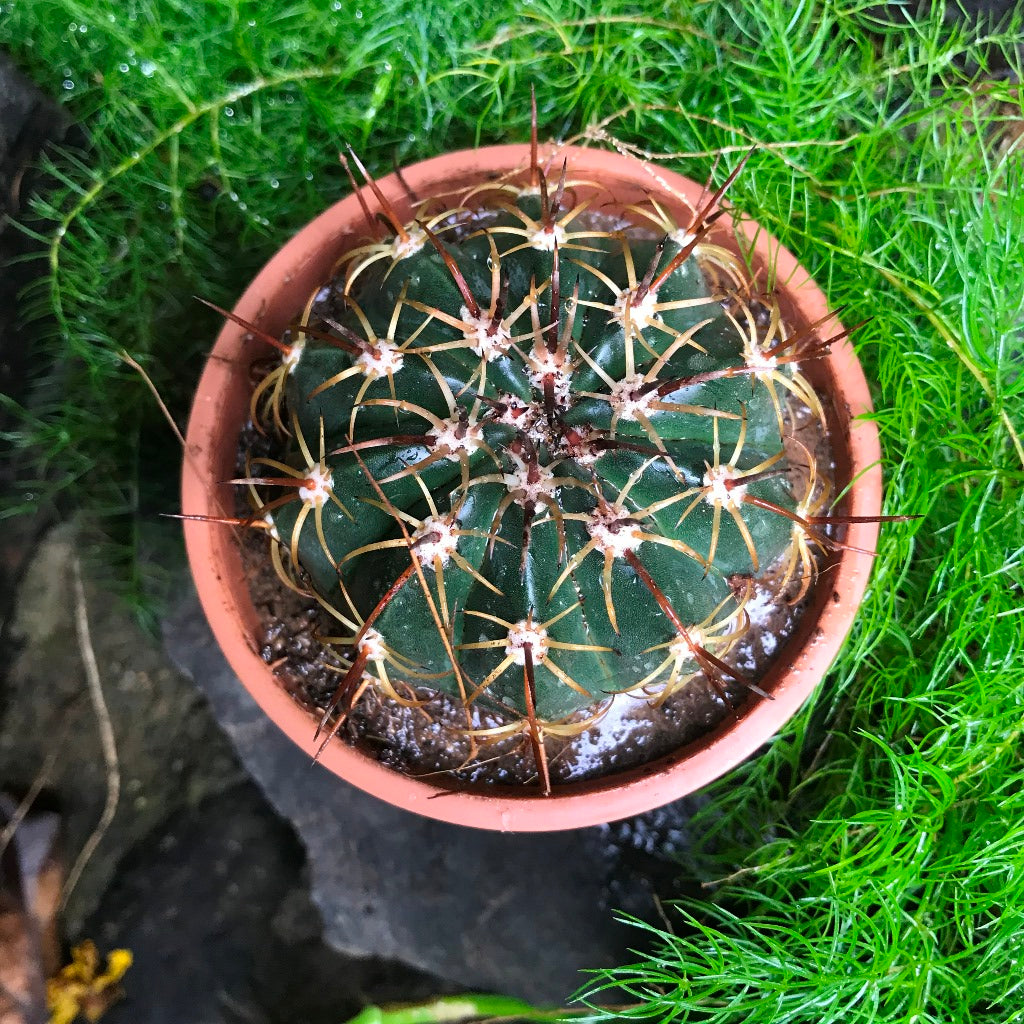 Melocactus Curvispinus Cactus Plant - myBageecha