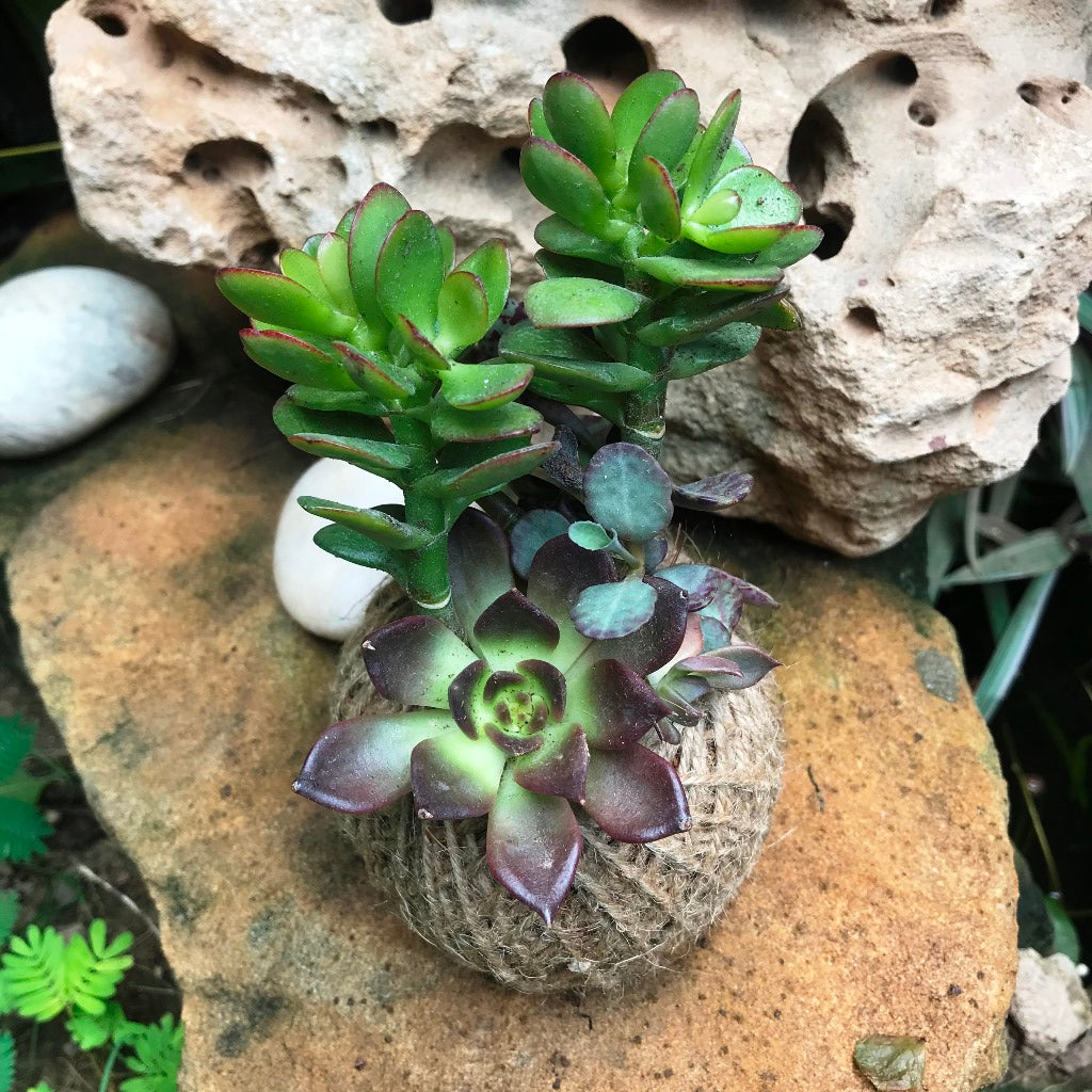 Kokedama Moss Ball Lucky Charm Plant - myBageecha