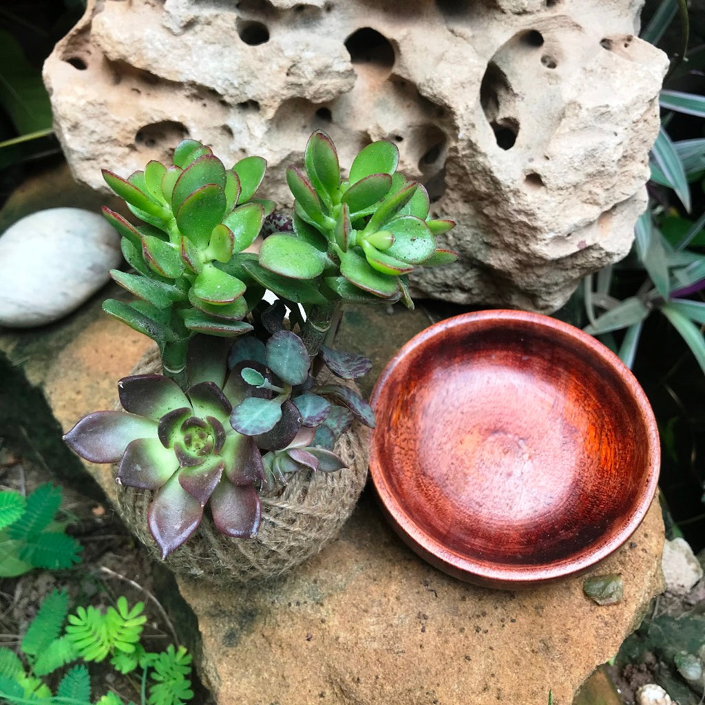 Kokedama Moss Ball Lucky Charm Plant - myBageecha