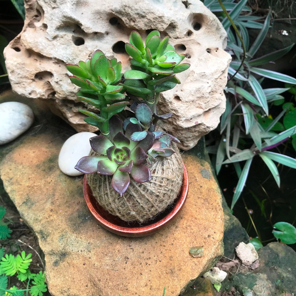 lucky bamboo kokedama Kokedama Moss Ball Lucky Charm Plant
